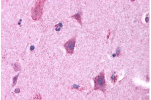 Anti-GPRC5B antibody  ABIN1048911 IHC staining of human brain. (GPRC5B Antikörper  (N-Term))