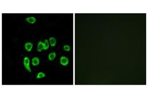 Immunofluorescence analysis of A549 cells, using MRPL32 antibody. (MRPL32 Antikörper  (Internal Region))