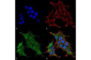 Immunocytochemistry/Immunofluorescence analysis using Rabbit Anti-BRSK1 Polyclonal Antibody .