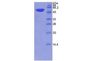 SDS-PAGE analysis of Rat THBS2 Protein. (Thrombospondin 2 Protein (THBS2))