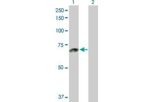 Western Blot analysis of ACOX1 expression in transfected 293T cell line by ACOX1 MaxPab polyclonal antibody. (ACOX1 Antikörper  (AA 1-660))