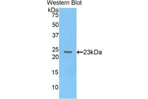 Western Blotting (WB) image for anti-Chromobox Homolog 3 (CBX3) (AA 1-183) antibody (ABIN1858274) (CBX3 Antikörper  (AA 1-183))