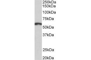 ABIN5539569 (2µg/ml) staining of Mouse Brain lysate (35µg protein in RIPA buffer).