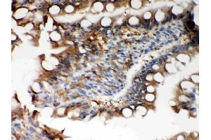 Anti-Peroxiredoxin 5 Picoband antibody, (ABIN3043906), IHC(P)IHC(P): Rat Intestine Tissue (Peroxiredoxin 5 Antikörper  (AA 66-198))
