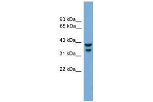 WB Suggested Anti-Irf1 Antibody Titration:  0. (IRF1 Antikörper  (C-Term))