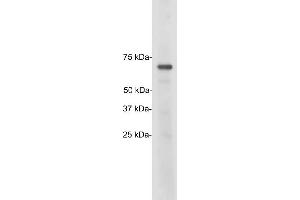 Blots of crude HeLa cell homogenate blotted with ABIN1842245. (TATA Box-Binding Protein Associated Factor 2N-TAF15 Antikörper)