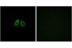 Immunofluorescence analysis of A549 cells, using OR13C3 Antibody.