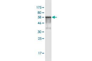 Western Blotting (WB) image for anti-Proteasome (Prosome, Macropain) 26S Subunit, Non-ATPase, 7 (PSMD7) (AA 1-324) antibody (ABIN519404)