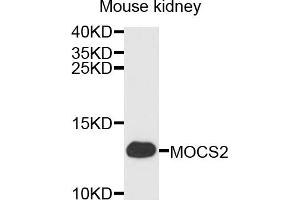 Western blot analysis of extracts of mouse kidney, using MOCS2 antibody (ABIN4904403) at 1:1000 dilution. (MOCS2 Antikörper)