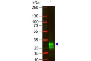 Western Blot of Goat anti-F(ab')2 Rabbit IgG F(ab')2 Antibody Pre-Adsorbed Lane 1: Rabbit IgG F(ab')2 Load: 100 ng per lane Primary antibody: F(ab')2 Rabbit IgG F(ab')2 Antibody Pre-Adsorbed at 1:1000 o/n at 4°C Secondary antibody: 800 Donkey anti-goat at 1:20,000 for 30 min at RT Block: ABIN925618 for 30 min at RT Predicted/Observed size: 28 kDa, 28 kDa Other band(s): antigen breakdown (Ziege anti-Kaninchen IgG (F(ab')2 Region) Antikörper - Preadsorbed)