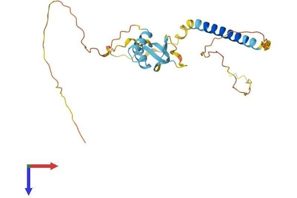 H1 Histone Family, Member N, Testis-Specific (H1FNT) (AA 1-255) protein (His tag)