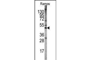 Western blot analysis of STK11 Antibody (N-term V34) (ABIN391352 and ABIN2841373) in Ramos cell line lysates. (LKB1 Antikörper  (N-Term))