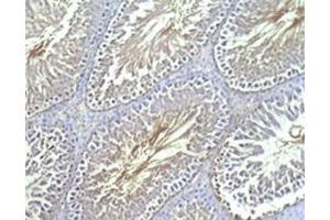 Rat testis tissue was stained by Rabbit Anti-INSL-7 / Relaxin-3, B Chain (Human) (Relaxin 3 Antikörper  (Chain B))