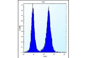 PHF5A Antibody (C-term) (ABIN657423 and ABIN2846460) flow cytometric analysis of Hela cells (right histogram) compared to a negative control cell (left histogram). (PHF5A Antikörper  (C-Term))