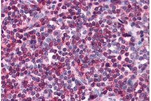 Human Tonsil: Formalin-Fixed, Paraffin-Embedded (FFPE) (SELPLG Antikörper)