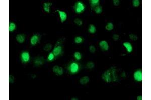 Anti-SAMHD1 mouse monoclonal antibody (ABIN2454026) immunofluorescent staining of COS7 cells transiently transfected by pCMV6-ENTRY SAMHD1 (RC206013). (SAMHD1 Antikörper)