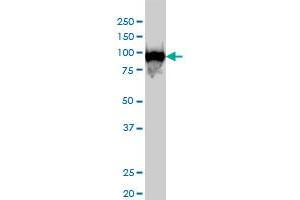 CSE1L monoclonal antibody (M04), clone 2F4 Western Blot analysis of CSE1L expression in Hela S3 NE . (Exportin 2 Antikörper  (AA 872-971))