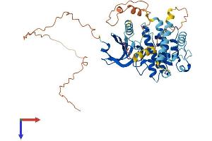 MKNK2 Protein (AA 1-459) (His tag)