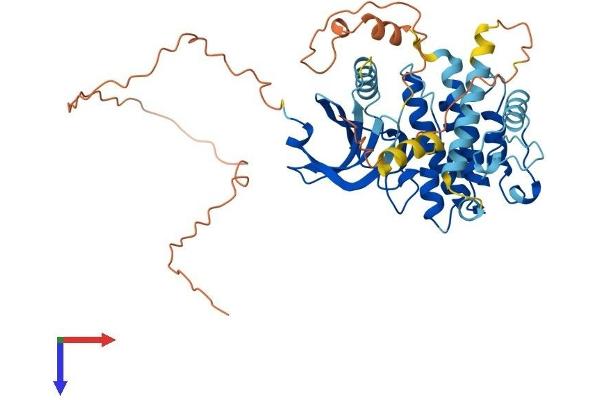 MKNK2 Protein (AA 1-459) (His tag)