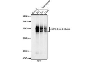 Western blot analysis of extracts of 293T cells, using SARS-CoV-2 3CLpro antibody (ABIN7270150) at 1:1000 dilution. (SARS-Coronavirus Nonstructural Protein 8 (SARS-CoV NSP8) Antikörper)