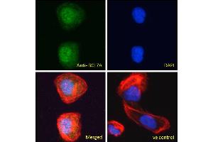 ABIN184562 Immunofluorescence analysis of paraformaldehyde fixed U2OS cells, permeabilized with 0. (BCL7A Antikörper  (C-Term))