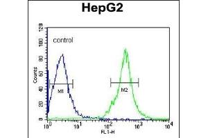 FGG Antibody (N-term) (ABIN391493 and ABIN2841460) flow cytometric analysis of HepG2 cells (right histogram) compared to a negative control cell (left histogram). (FGG Antikörper  (N-Term))