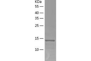 Western Blotting (WB) image for Anterior Gradient 3 (AGR3) (AA 22-166) protein (His tag) (ABIN7121853) (AGR3 Protein (AA 22-166) (His tag))