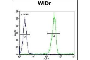 LGALS2 Antibody (Center) (ABIN652689 and ABIN2842460) flow cytometric analysis of WiDr cells (right histogram) compared to a negative control cell (left histogram). (Galectin 2 Antikörper  (AA 85-111))