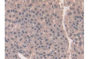 Immunohistochemistry (IHC) image for anti-Midkine (Neurite Growth-Promoting Factor 2) (MDK) (AA 22-140) antibody (ABIN7432271)