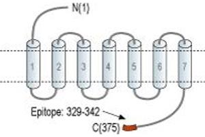 Representative domain view of the target of ABIN7043144.