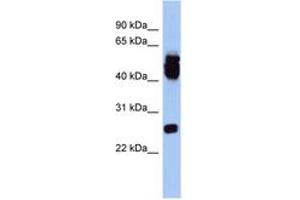 Image no. 1 for anti-ES cell expressed Ras (ERAS) (AA 143-192) antibody (ABIN6743888) (ERAS Antikörper  (AA 143-192))