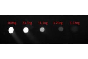 Dot Blot of Goat anti-Human IgG F(c) Fluorescein Conjugated Antibody. (Ziege anti-Human IgG (Fc Region) Antikörper (FITC) - Preadsorbed)