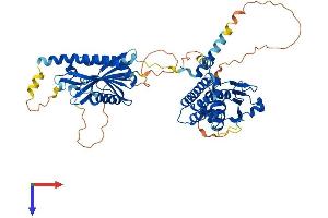 FLCN Protein (AA 1-579) (His tag)