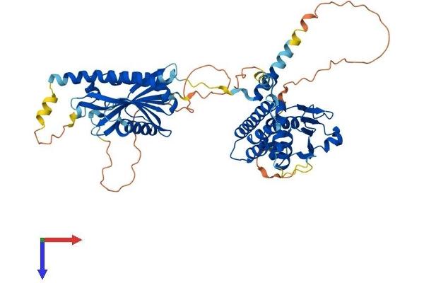 FLCN Protein (AA 1-579) (His tag)