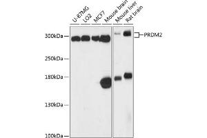 Western blot analysis of extracts of various cell lines, using PRDM2 antibody (ABIN6133729, ABIN6146141, ABIN6146143 and ABIN6217047) at 1:3000 dilution. (PRDM2 Antikörper  (AA 50-150))