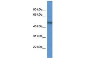 Image no. 1 for anti-Sec1 Family Domain Containing 2 (SCFD2) (AA 219-268) antibody (ABIN6746106) (SCFD2 Antikörper  (AA 219-268))