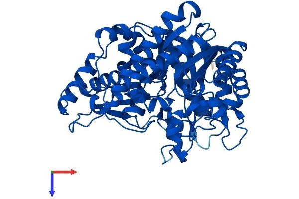 GBA3 Protein (AA 1-469) (His tag)