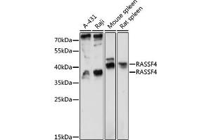 Western blot analysis of extracts of various cell lines, using R antibody (ABIN7269861) at 1:1000 dilution. (RASSF4 Antikörper  (AA 1-160))