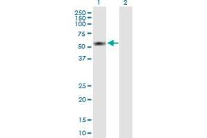 Western Blot analysis of S100PBP expression in transfected 293T cell line by S100PBP MaxPab polyclonal antibody.