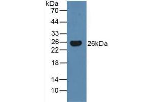 Figure. (BMF Antikörper  (AA 1-181))