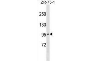 Western Blotting (WB) image for anti-N-Deacetylase/N-Sulfotransferase (Heparan Glucosaminyl) 4 (NDST4) antibody (ABIN2999949) (NDST4 Antikörper)