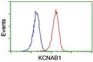 KCNAB1 Antikörper