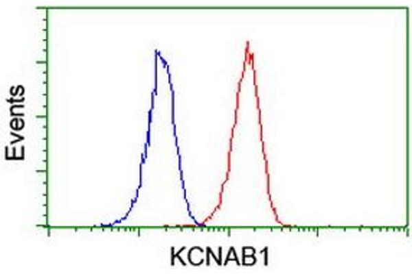 KCNAB1 anticorps