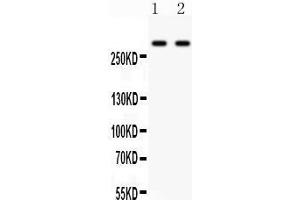 Western Blotting (WB) image for anti-Inositol 1,4,5-Trisphosphate Receptor, Type 3 (ITPR3) (AA 70-95), (N-Term) antibody (ABIN3043863)