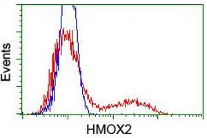HEK293T cells transfected with either RC201777 overexpress plasmid (Red) or empty vector control plasmid (Blue) were immunostained by anti-HMOX2 antibody (ABIN2455216), and then analyzed by flow cytometry. (HMOX2 Antikörper)