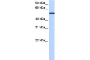 Western Blotting (WB) image for anti-Lactamase, beta (LACTB) antibody (ABIN2463519)