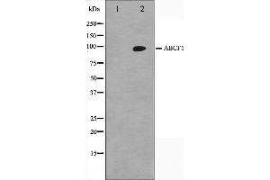 Western blot analysis on HeLa cell lysate using ABCF1 Antibody,The lane on the left is treated with the antigen-specific peptide.
