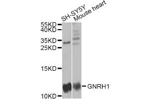 Western blot analysis of extracts of various cell lines, using GNRH1 antibody (ABIN1876826) at 1:1000 dilution. (GNRH1 Antikörper)