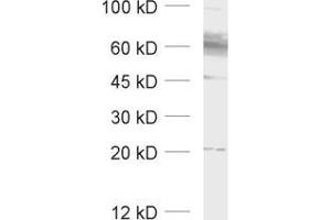 Western Blotting (WB) image for anti-Solute Carrier Family 1 (Glial High Affinity Glutamate Transporter), Member 3 (SLC1A3) (AA 186-202), (Extracellular Domain) antibody (ABIN1742505) (SLC1A3 Antikörper  (Extracellular Domain))