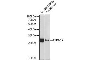Western blot analysis of extracts of various cell lines, using CLDN17 antibody (ABIN6290242) at 1:1000 dilution. (Claudin 17 Antikörper)